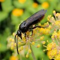 Scolia dubia