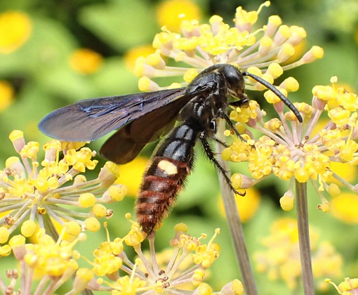 Scolia dubia (Blue-winged Scoliid Wasp)