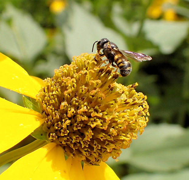 Genus Stelis (Cuckoo Carder Bees)
