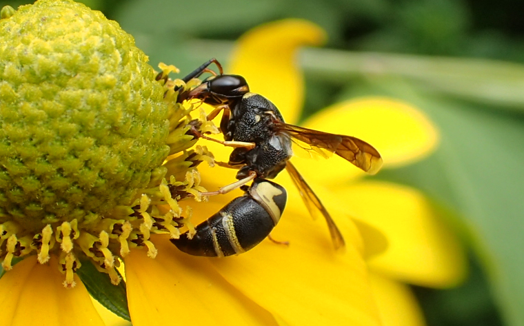 Euodynerus hidalgo (Hidalgo Mason Wasp)
