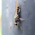 Atomosia