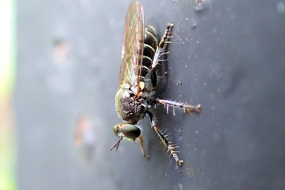 Genus Atomosia (Micropanthers)