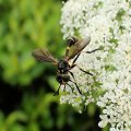 Physoconops obscuripennis