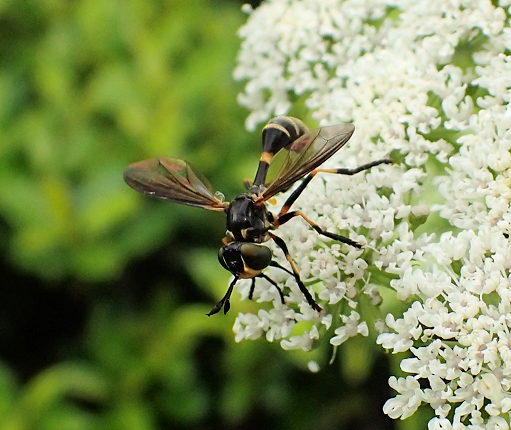 Physoconops obscuripennis