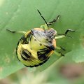 Chinavia hilaris
