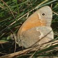 Coenonympha tullia