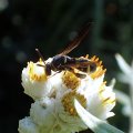 Leucospis affinis