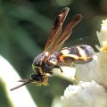 Leucospis affinis