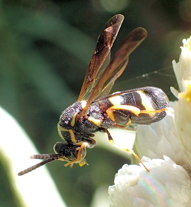 Leucospis affinis