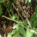 Phasmida
