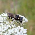 Crabronidae