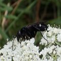 Aculeata