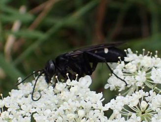 Infraorder Aculeata (Ants, Bees, and Stinging Wasps)