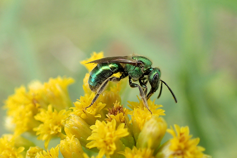 Family Halictidae (Sweat Bees)