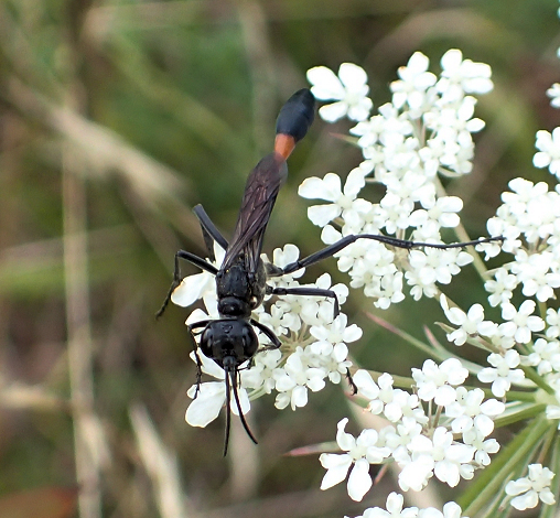 Ammophila procera (Common Thread-waisted Wasp)