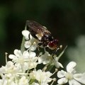 Thecophora