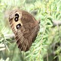 Cercyonis pegala