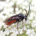 Symphyta