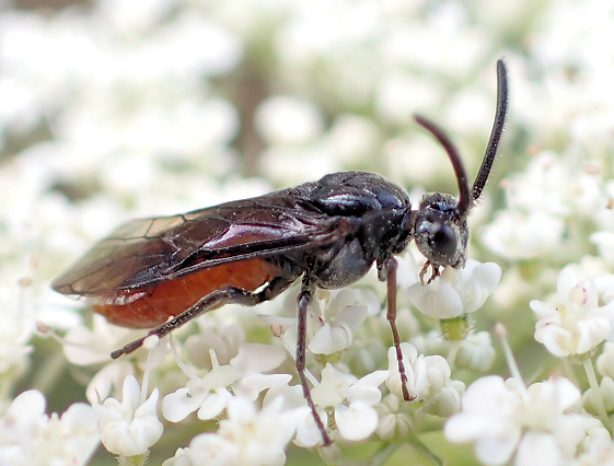 Suborder Symphyta (Sawflies, Horntails, and Wood Wasps)