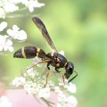 Eumeninae