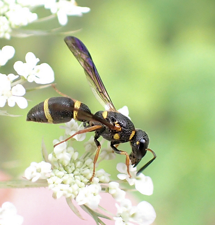 Subfamily Eumeninae (Potter Wasps)