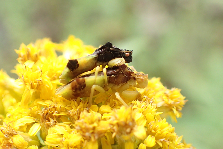Genus Phymata (Jagged Ambush Bugs)