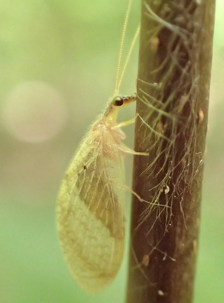 Family Hemerobiidae (Brown Lacewings)