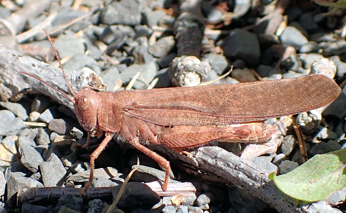 Dissosteira carolina (Carolina Grasshopper)