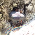 Haplandrus fulvipes