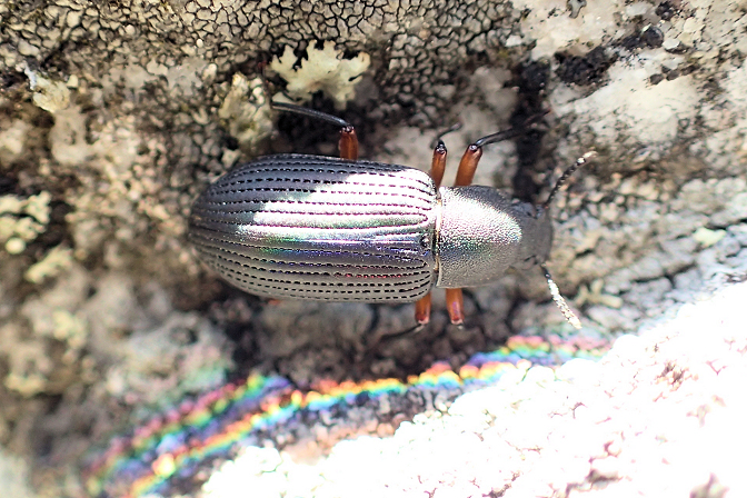 Haplandrus fulvipes
