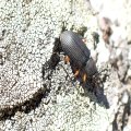 Haplandrus fulvipes