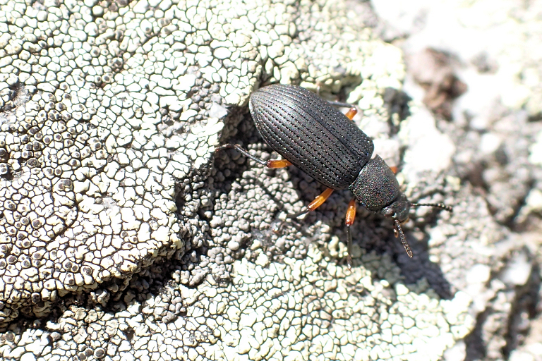 Haplandrus fulvipes