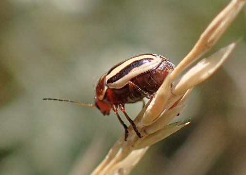 Genus Cryptocephalus