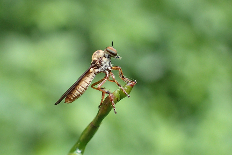 Genus Holcocephala (Gnat Ogres)