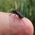 Alydus eurinus