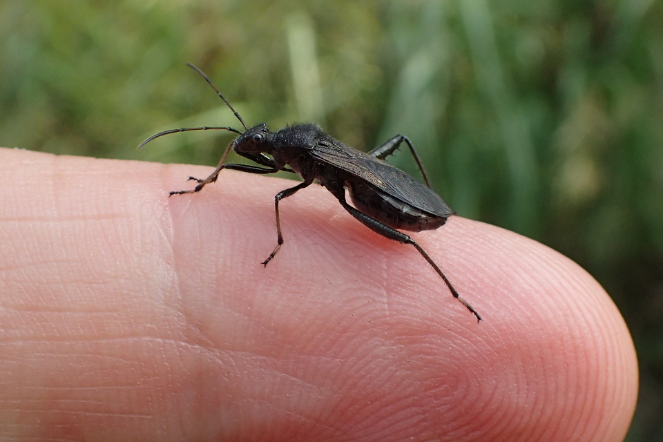 Alydus eurinus