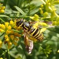 Spilomyia longicornis
