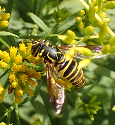 Spilomyia longicornis (Eastern Hornet Fly)