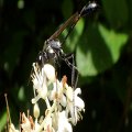 Eremnophila aureonotata