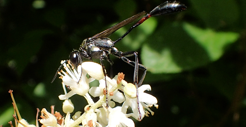 Eremnophila aureonotata (Gold-marked Thread-waisted Wasp)