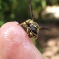 Ancistrocerus campestris