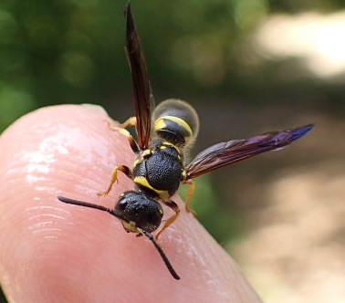 Ancistrocerus campestris