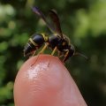 Ancistrocerus campestris