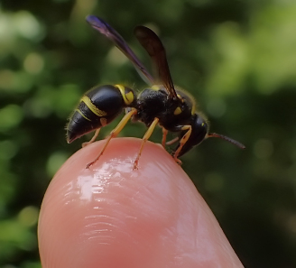 Ancistrocerus campestris