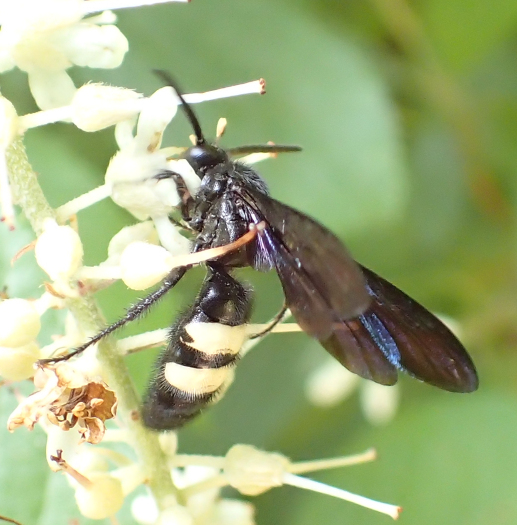 Scolia bicincta (Double-banded Scoliid Wasp)