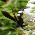 Scolia bicincta