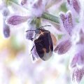 Cosmopepla lintneriana
