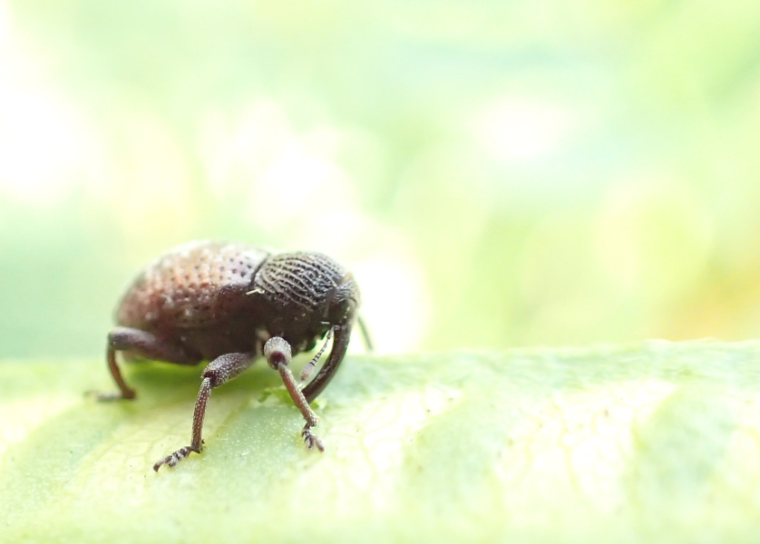 Chalcodermus collaris (Partridge-pea Weevil)