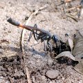 Ammophila procera