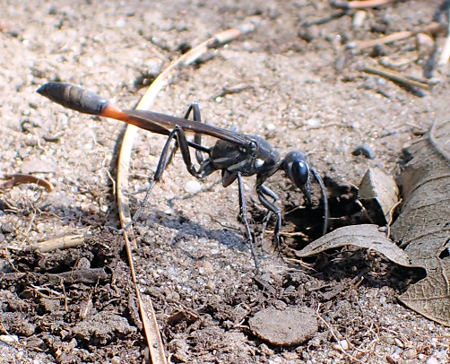 Ammophila procera (Common Thread-waisted Wasp)